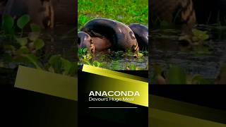 Spectacular Anaconda Predation: Nature Unseen Power Revealed