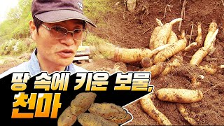 14년간 땅 속 에 보물을 키우는 두 부부의 이야기! #천마 #힘내라한국농업 [2008]