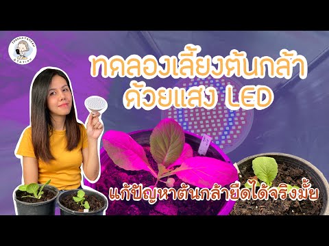 วีดีโอ: หลอด LED สำหรับต้นกล้า. DIY โคมไฟต้นกล้า