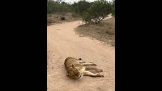 Roaring Lioness Filmed Up-Close