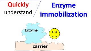 Enzyme immobilization