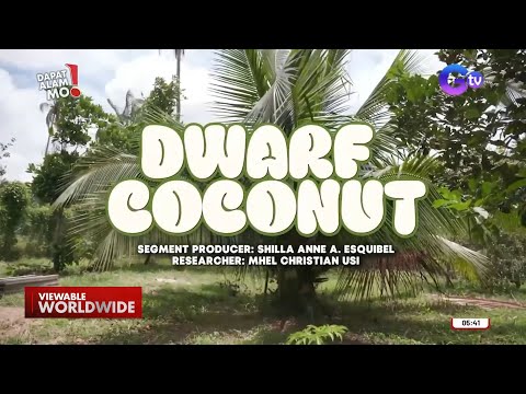 Video: Mga dwarf tree: mga pakinabang at disadvantages