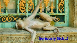 The skinniest and Weakest Monkey..! The old Pigtail Monkey Looks very Unhealthy And Seriously ill