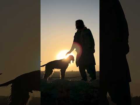 Afghan Hounds Documentary : The Majestic Dogs of Afghanistan's Rich Heritage