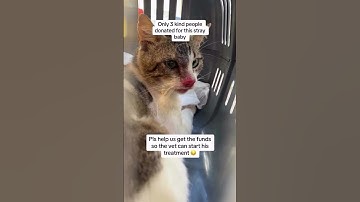 You can donate a single dollar via the link on our bio. EVERY PENNY HELPS