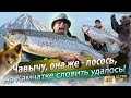 🇷🇺 Королевский лосось на Камчатке! Поймать ЧАВЫЧУ. Ещё одна РЫБАЛКА МЕЧТЫ! Река Большая