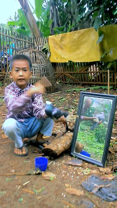 TERNYATA KACA BISA JADI PERANGKAP BURUNG MERPATI #kreatif #diy #art #viral