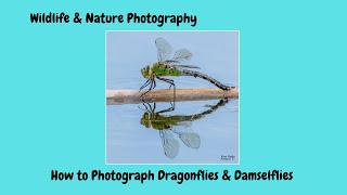 How to Photograph Dragonflies & Damselflies