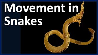 Movement in Snakes - Movement of Snakes - Locomotion and Movement in Snakes Animation Class 5 or 6