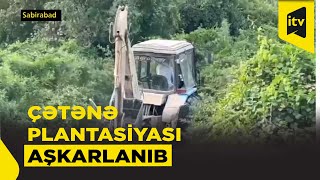 Kür Sahilində Tuneldə Çətənə Yetişdirən Şəxs Saxlanıldı