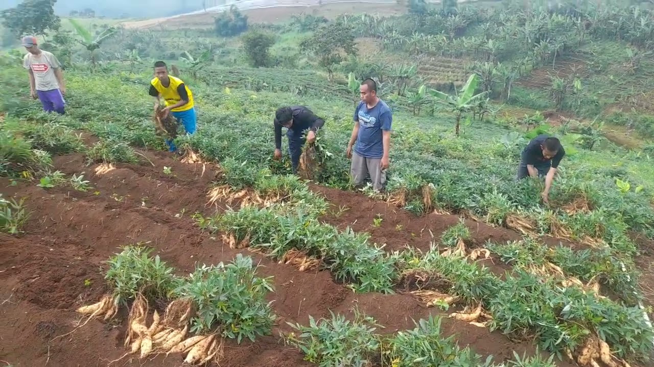 Pemberdayaan ODGJ Panen Ubi Madu Cilembu #ubimadu #petanimilenial #odgj #pemburuodgj #cctvodgj
