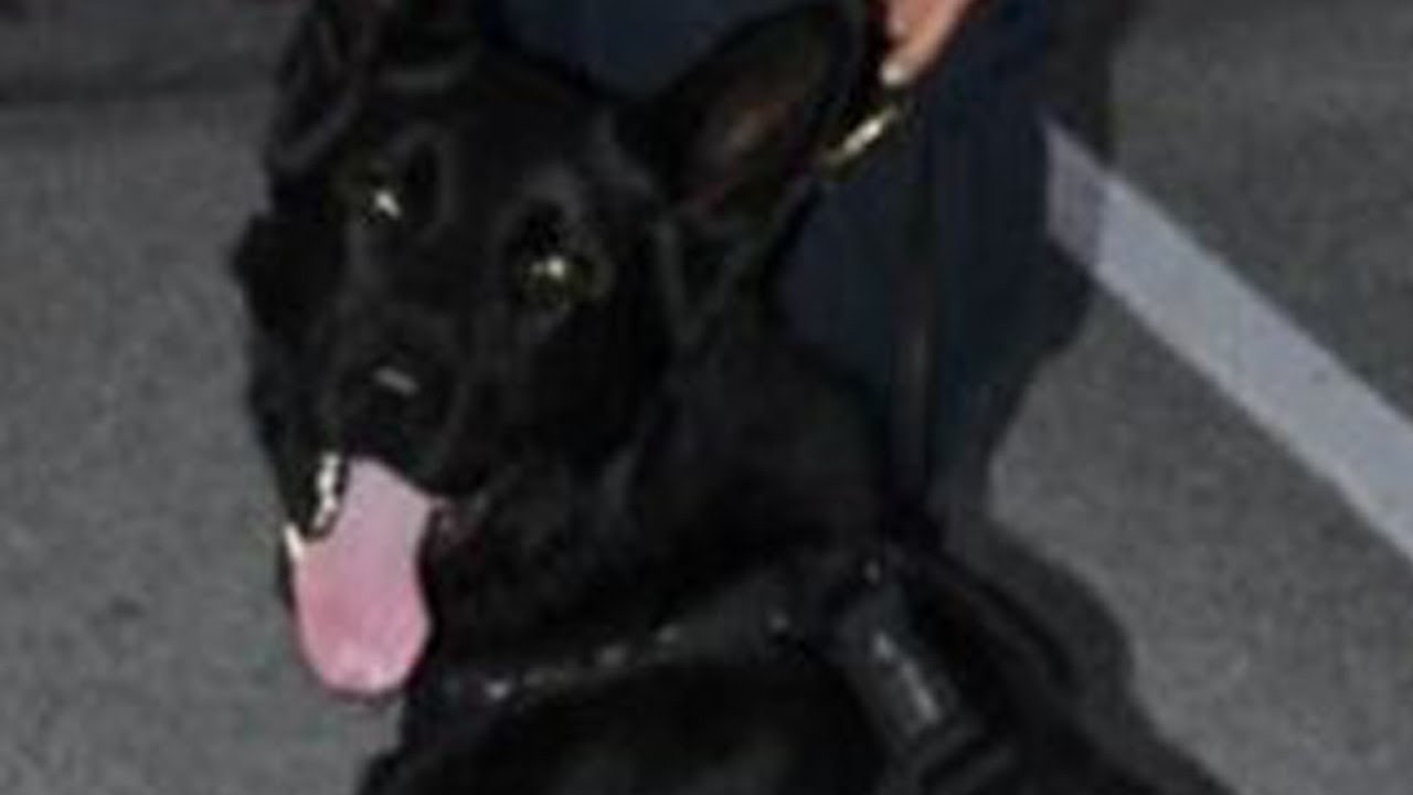 Police Officer Charged After K-9 Died From Being Left in Hot Patrol Car ...