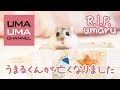 うまる君ありがとう【うまる#41】