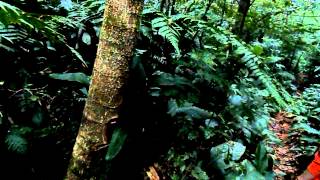 Piolhinho-Verdoso Phyllomyias Virescens