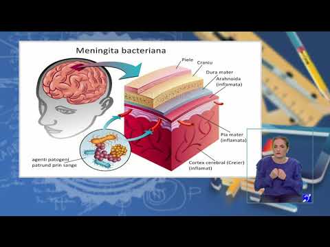 Video: Sistemul Nervos - Structură, Funcții, Boli