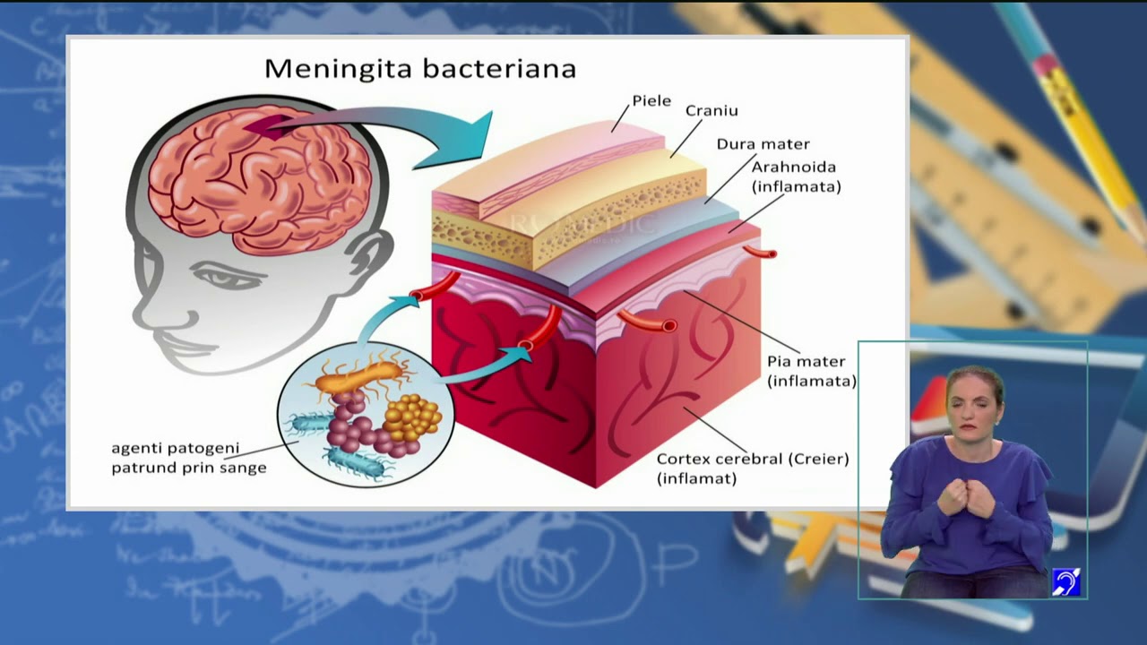 TeleŞcoala: Biologie clasa a XII-a – Anatomie umană – Sistemul nervos (@TVR2)