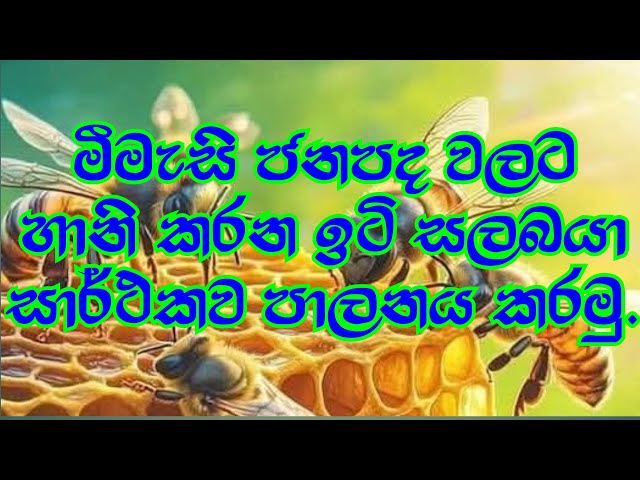 මීමැසි ජනපද වලට හානි කරන ඉට් සලබයා මර්ධනය කිරීම සඳහා එකම විසඳුම .