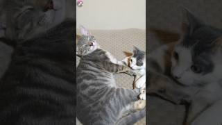 A rescued kitten wanting attention from a soundly sleeping older cat #shorts