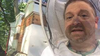 How Many Bee Stings can you get before you die (theoretically)?