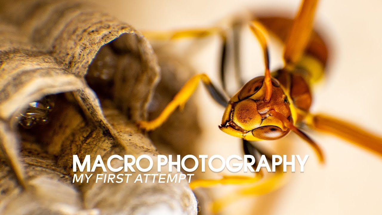 Macro Photography, my first attempt using a reverse ring