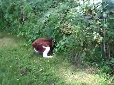 Moki-A Mid Atlantic English Springer Spaniel foster dog-One video