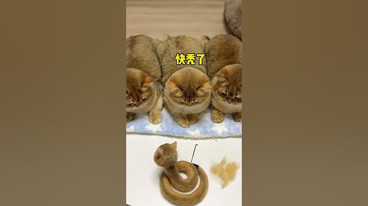 【牛奶是只猫】蛇年限定羊毛毡！猫咪快被揪秃了哈哈哈哈#金渐层 #猫咪的迷惑行为