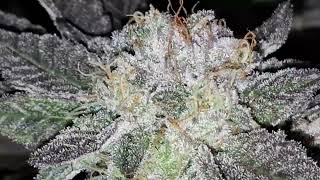 Urkle OG x Platinum Kushmint 