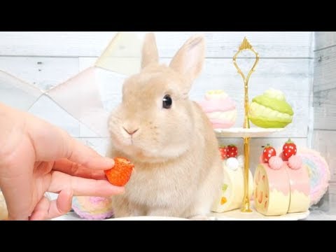 【ASMR】My Rabbit's Eating Sounds ? うさぎ咀嚼音【音フェチ】
