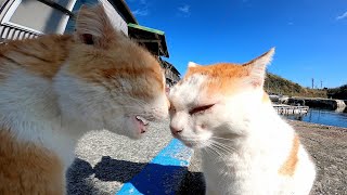 猫が路上で口喧嘩、額が当たる位間近で怒鳴り合う姿が笑