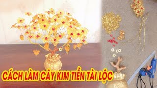 Top 9 cây Kim Tiền phong thủy đẹp có giá chỉ từ 125k