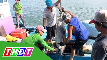 Ngư dân Khánh Hòa trúng đậm cá ngừ đại dương | THDT