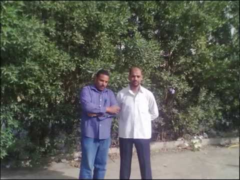 مغرد حجاب سمره