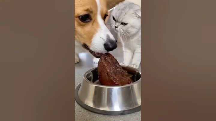 Video 11892911: british shorthair silver cat, eyes british shorthair, cat don, cats dogs