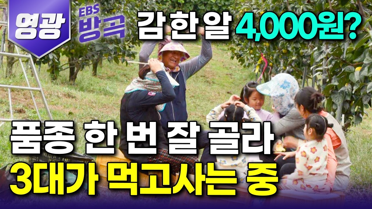 [전남 영광] '고향으로 돌아온 아들이 자꾸 일을 키운다' 자꾸만 커지는 2만 4천 평 과수원｜감 한 알 4천 원? 품종 한 번 잘 골라 3대가 먹고사는 가족｜#한국기행 #방방곡곡