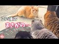 娘を狙って玄関に現れたボス猫。その時家族が見せた意外な一面とは