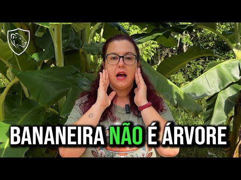 Interesting facts about banana trees 🍌