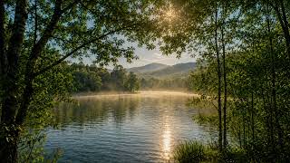 Soft Piano in a Quiet Forest 🌿 | Calm Piano Music for Relaxing, Reading & Studying screenshot 3