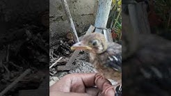 Cara Membedakan Burung Anis Siberia Jantan Dan Betina Free Music