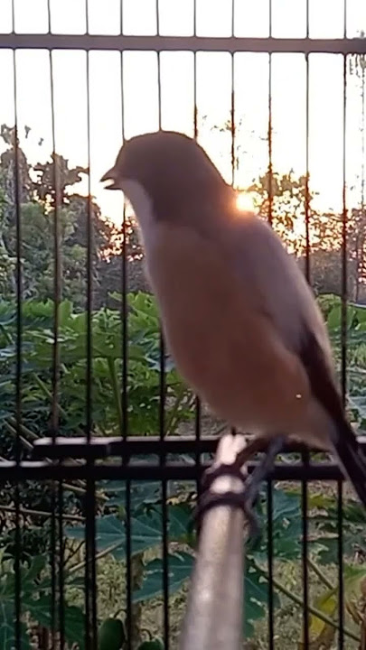 cendet gacor #birds #masteranjernih #burung #pentetmani #kicaumania #kenari3in1 #kicaumanianusantara