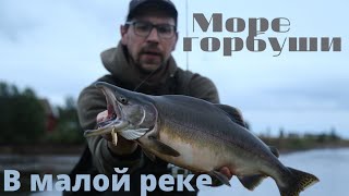 Море горбуши в маленькой реке.