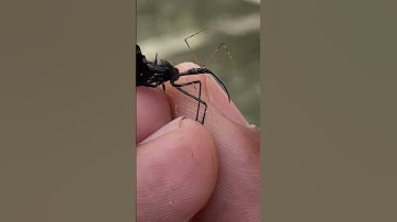 Unique Insect: Assassin Bug