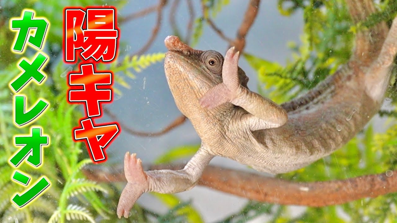 My cheerful chameleon is so cute♡ [Shorthorn chameleon] - YouTube