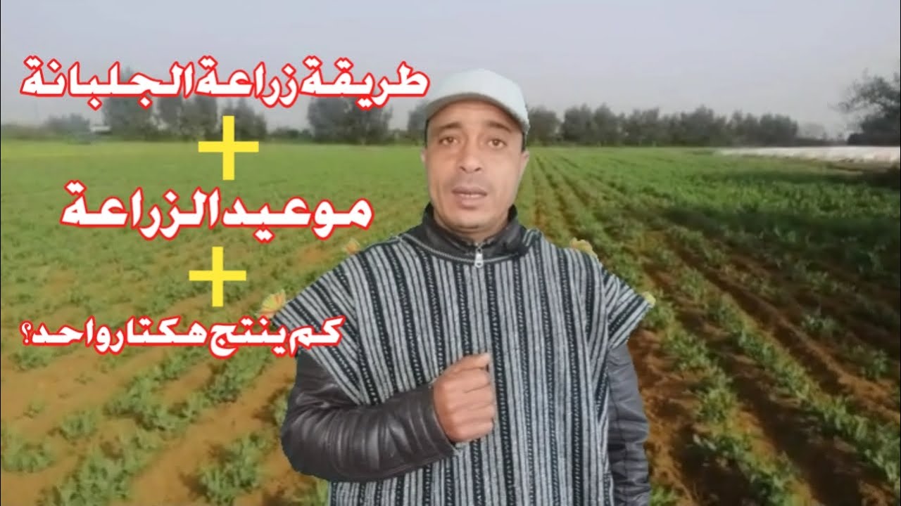 مشروع مربح زراعة الجلبانة موعيد زراعة الجلبانة كم ينتج هكتار واحد ؟|مشروع مربح في المغرب