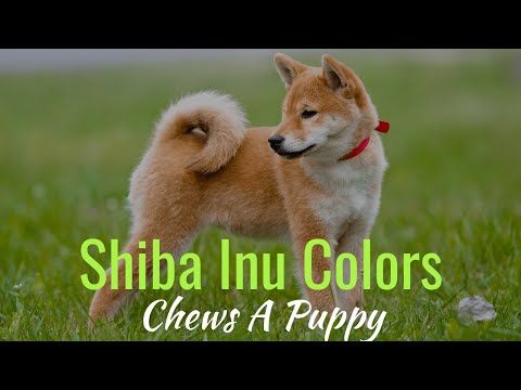 Shiba Inu Colors Chews A Puppy Youtube