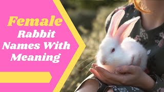 Female Rabbit Names - 30 Best Rabbits Names With Meaning 2021 ! Pet Names