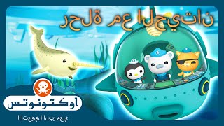 أوكتونوتس | 🤿 رحلة مع الحيتان 🐋  | يوم الحيتان العالمي | حلقات مجمعة