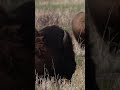Bison and a Bear keep some distance in the grasslands #adventure #safari #animals #wildlife #nature