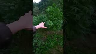 uk outdoor guerilla grow/3rd week into flower 9ft beasts (organic supersoil)
