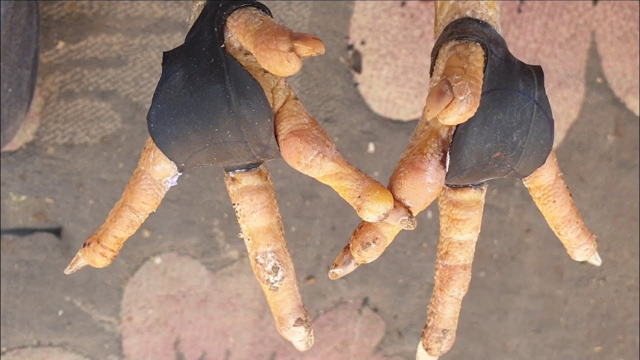 علاج الفراخ الهندي /اسهل /علاج العتل /علاج تورم رجل الفراخ