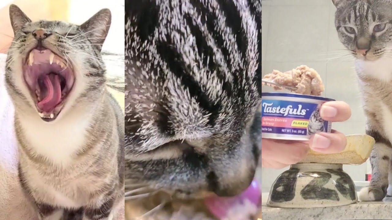 blue buffalo alternative